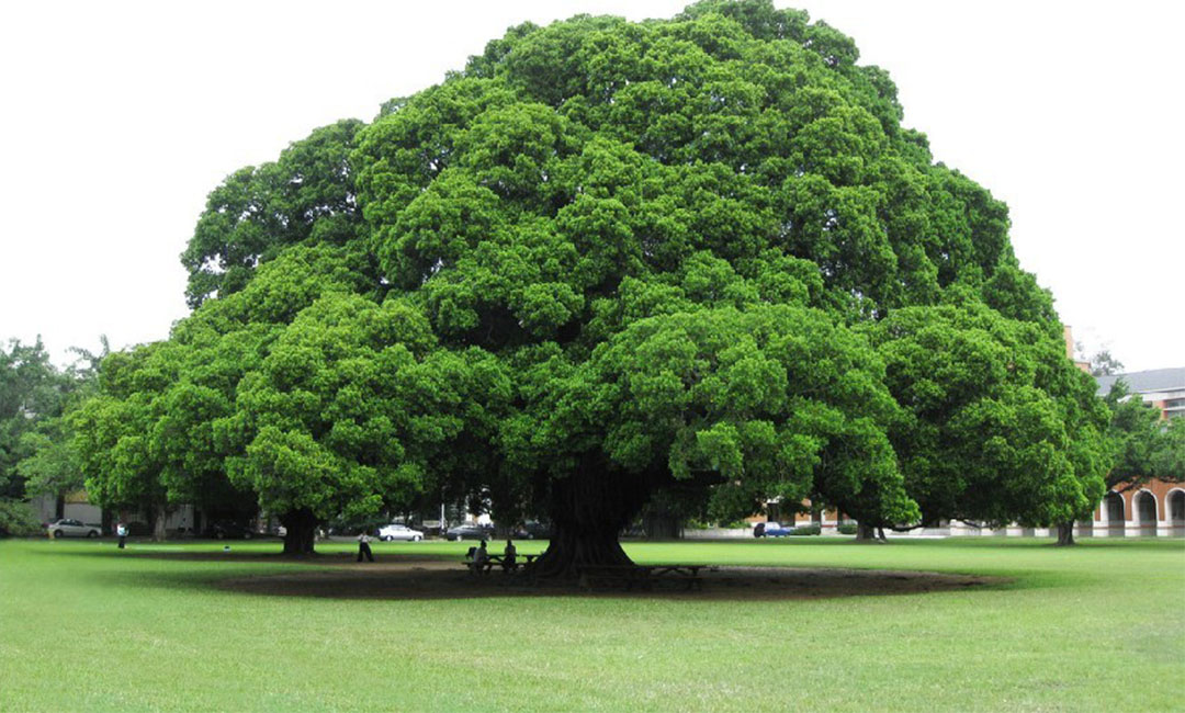 伊春金榕树服务号代运营案例